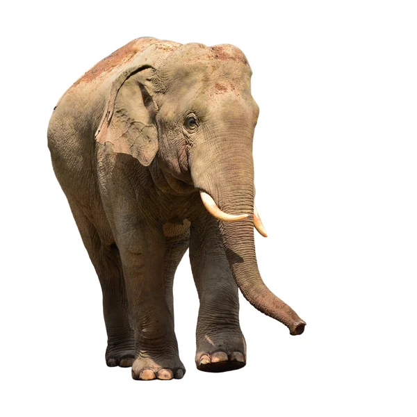 Azië olifant geïsoleerd — Stockfoto
