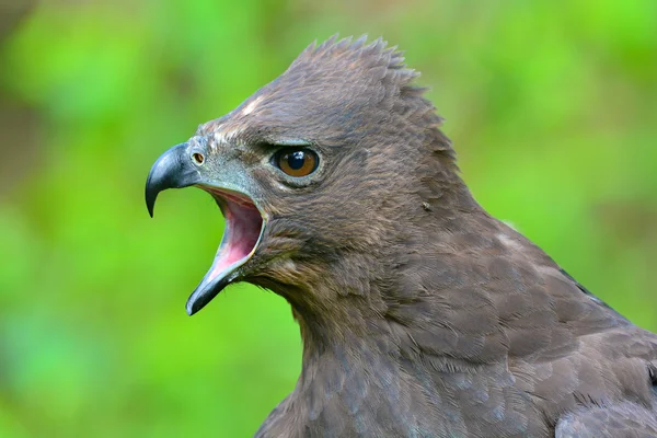 Águila-halcón cambiable —  Fotos de Stock