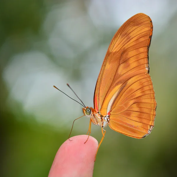 Orange fjäril på finger — Stockfoto