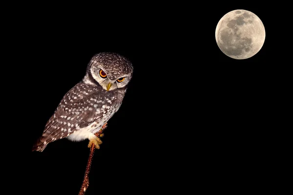 Κουκουβάγια νύχτας πουλί — Φωτογραφία Αρχείου
