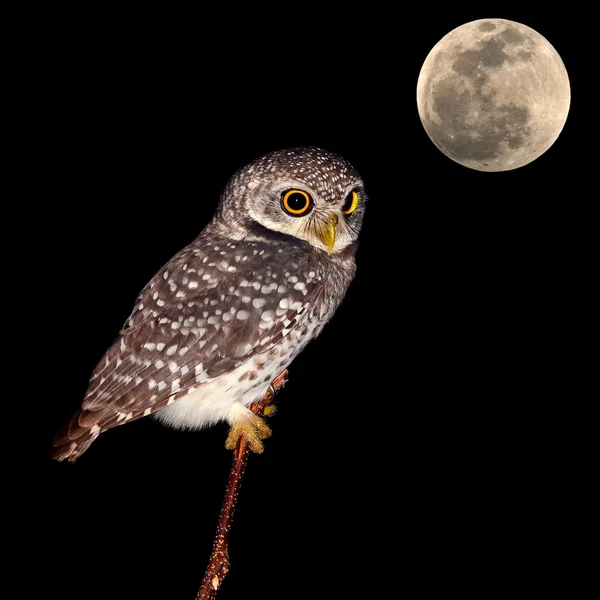 Nocny ptak sowa — Zdjęcie stockowe