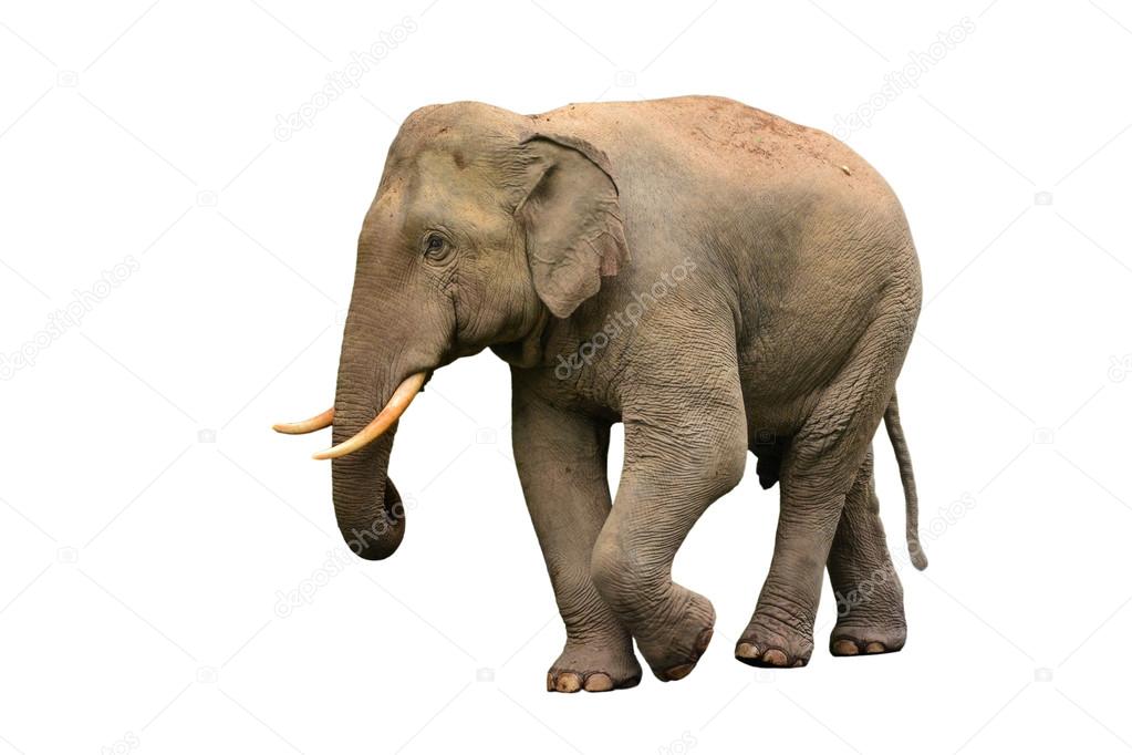 Asia elephant isolated