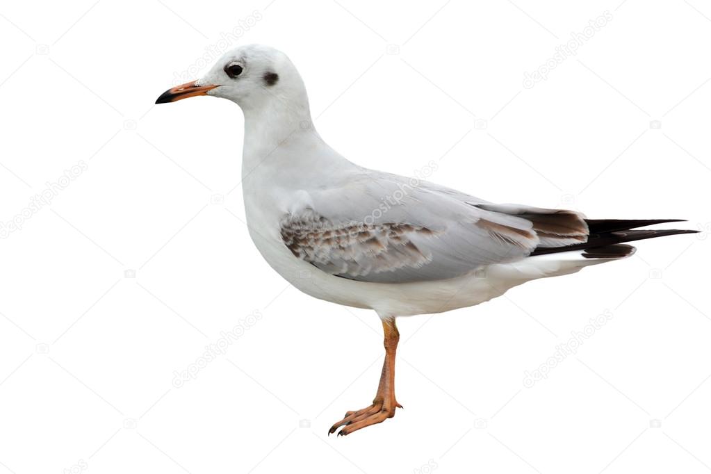 White seagull isolated