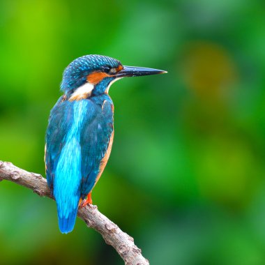 Dal ortak Kingfisher