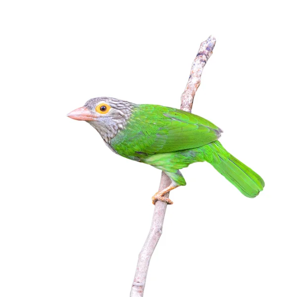 Uccello barbetto lineare — Foto Stock