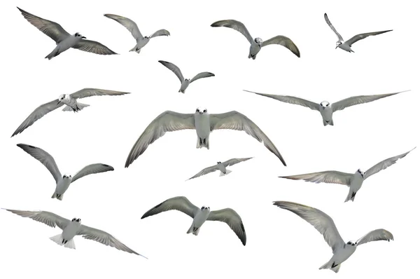 Летучие чайки — стоковое фото