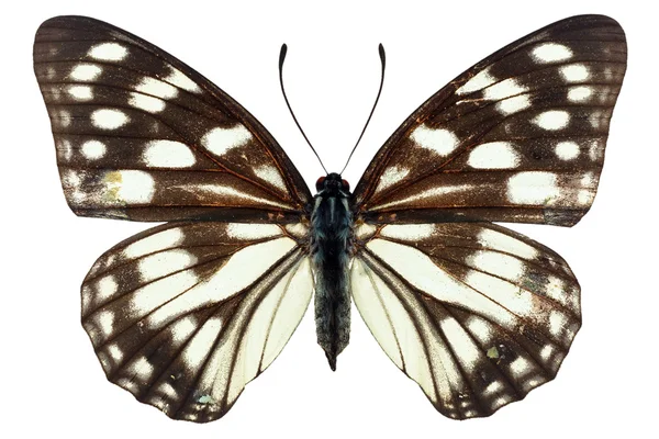 Schwarz-weißer Schmetterling — Stockfoto