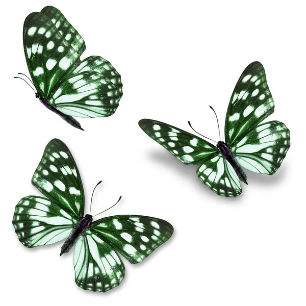 Mariposa verde y blanca — Foto de Stock