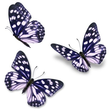 mavi ve beyaz butterfy