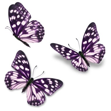 mor ve beyaz butterfy