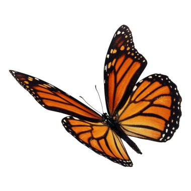 güzel kelebek monarch