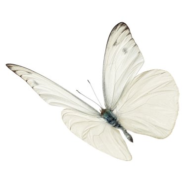 Beyaz butterfy uçan
