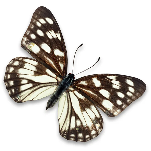 Black and white butterfy — Stock Photo, Image