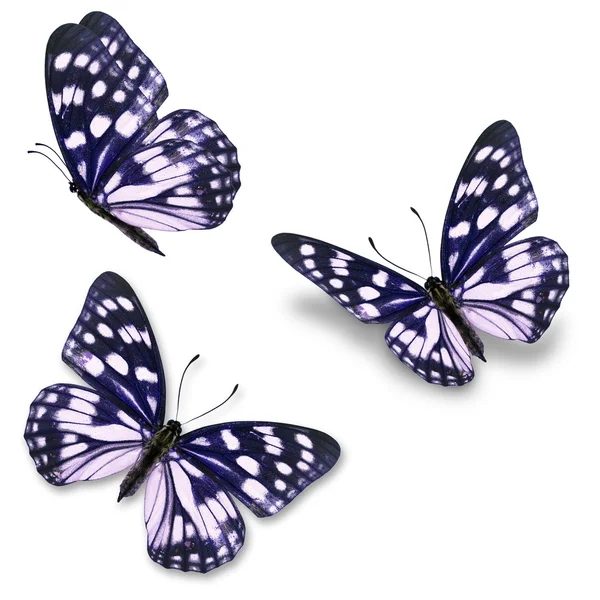 Mariposa azul y blanca — Foto de Stock