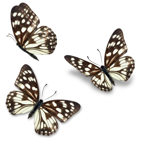 Mariposa en blanco y negro — Foto de Stock