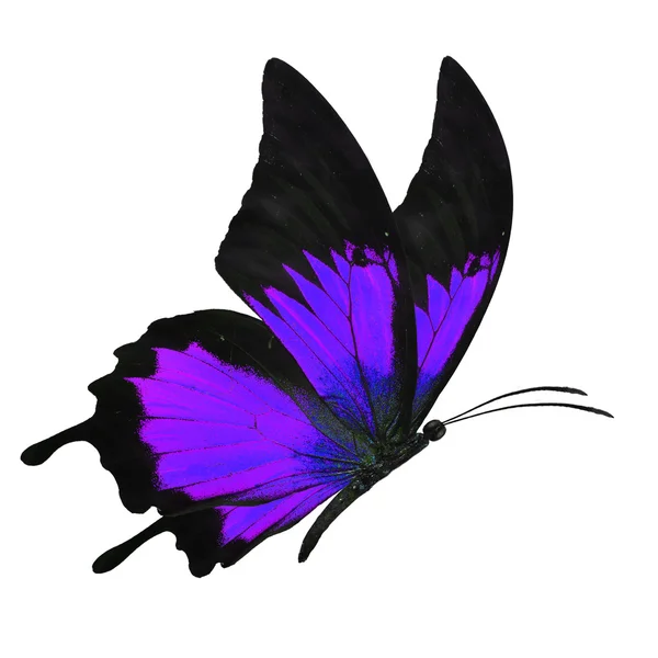 Чорно-фіолетовий метелик — стокове фото