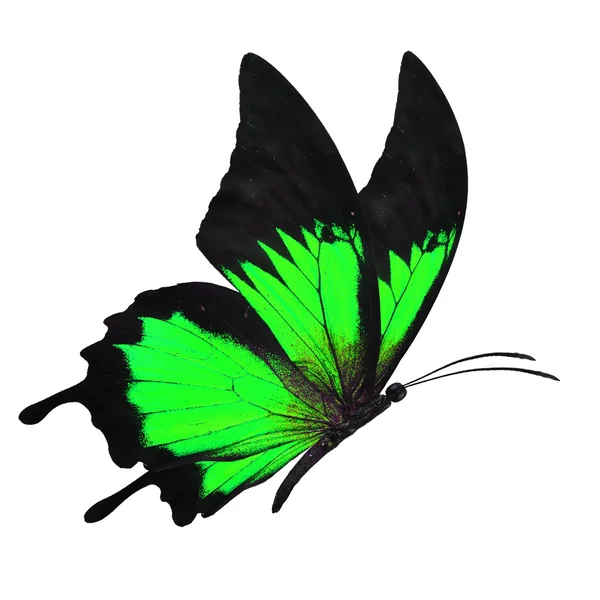 Black and green butterfy — Stock Photo, Image