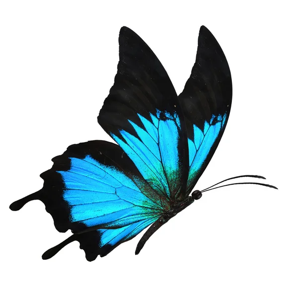 Schwarz-blauer Schmetterling — Stockfoto