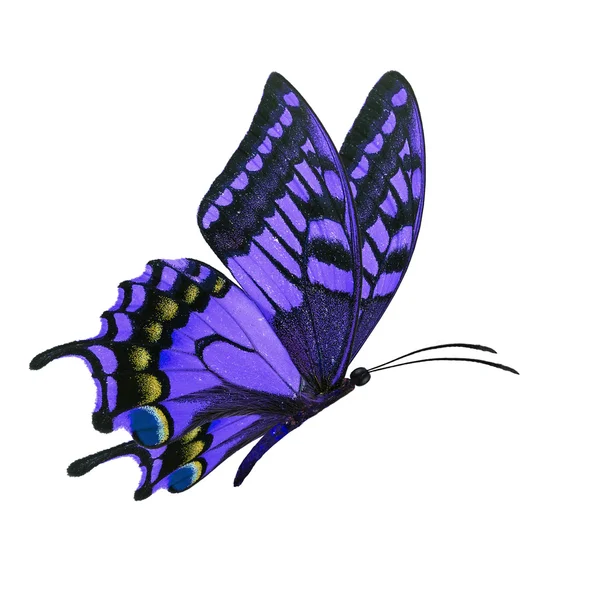 Purple butterfy flying — Stock Photo, Image