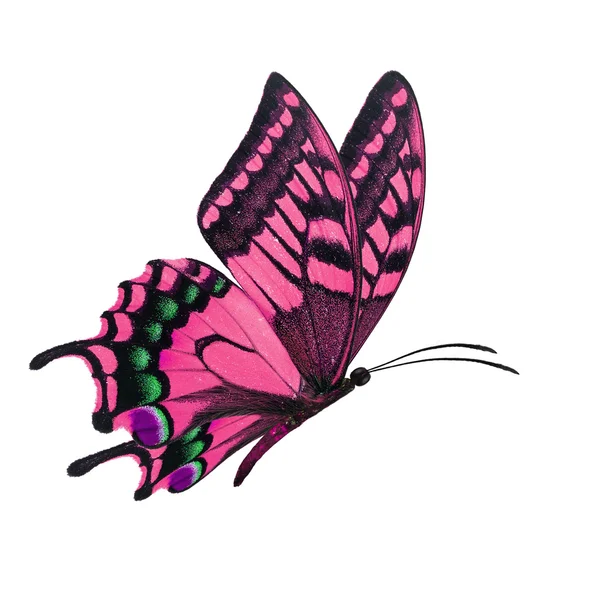 Mariposa rosa volando — Foto de Stock