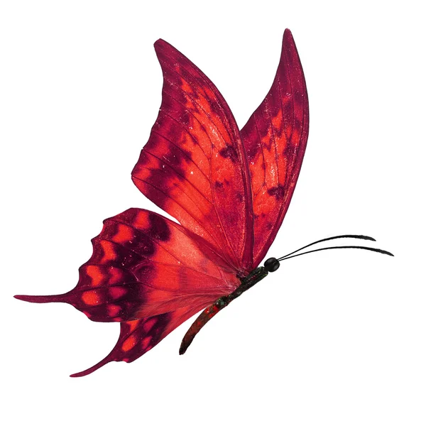 Red butterfy flying — Stock Photo, Image