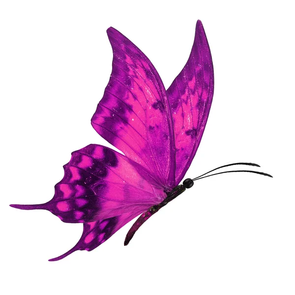 Papillon rose volant — Photo