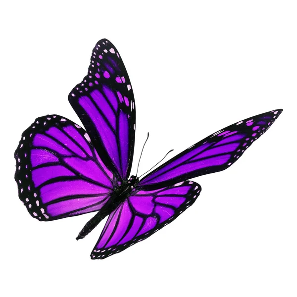 Schöner lila Monarchfalter — Stockfoto