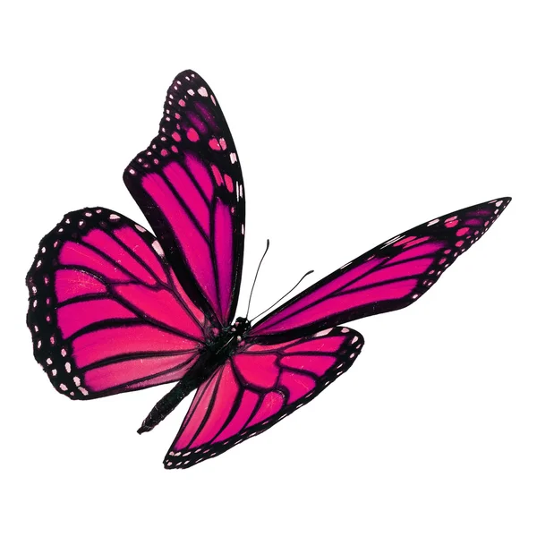 Bela borboleta monarca rosa — Fotografia de Stock