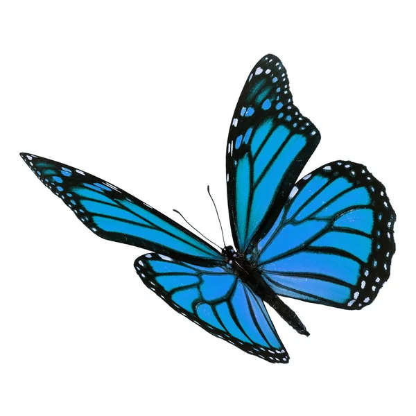 Borboleta monarca azul bonita — Fotografia de Stock