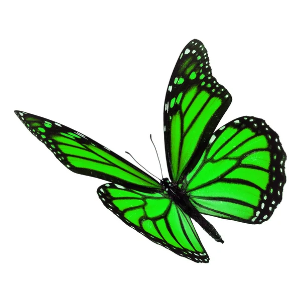 Piękny zielony motyl monarch — Zdjęcie stockowe