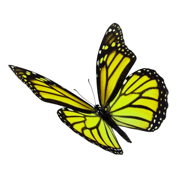 Hermosa mariposa monarca amarilla — Foto de Stock