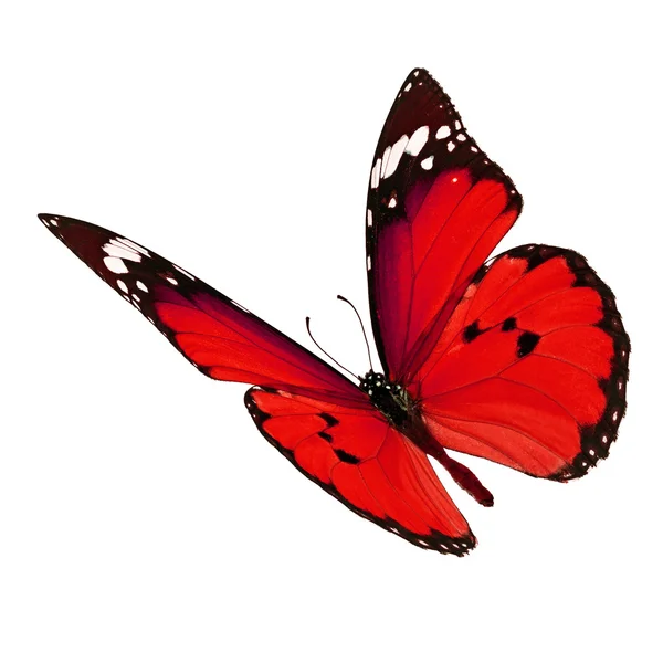 Red butterfly flying — Stock Photo, Image