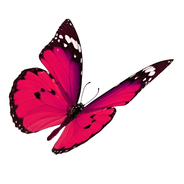 Roze vlinder vliegen — Stockfoto