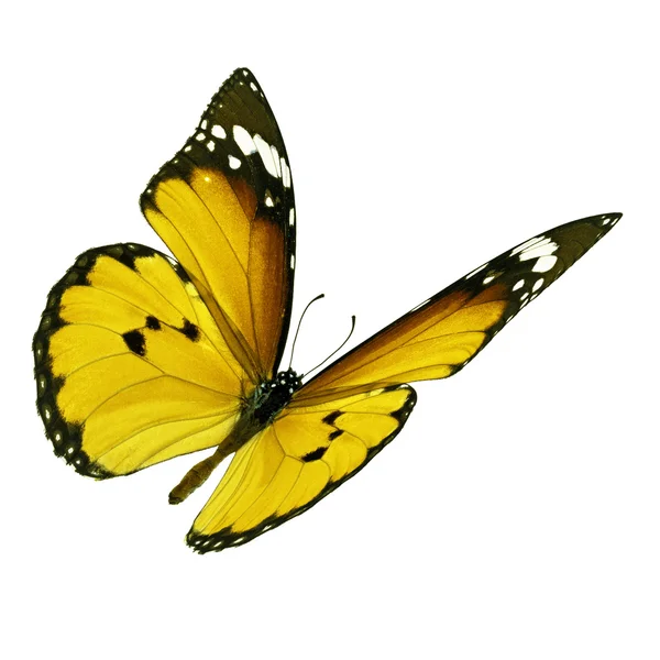 黄色の蝶の飛行 — ストック写真