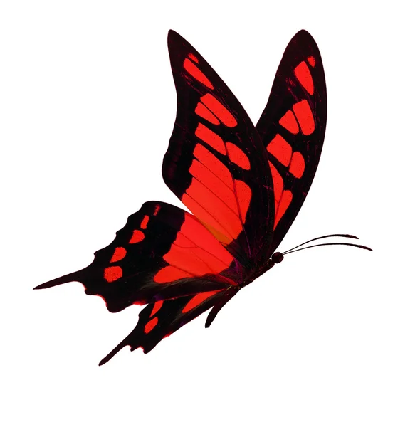 Schwarzer und roter Schmetterling fliegen — Stockfoto