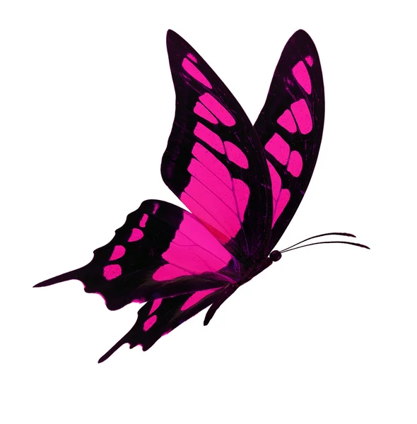 Schwarzer und rosa Schmetterling fliegt — Stockfoto