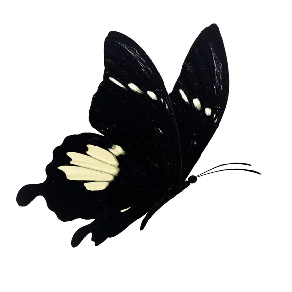 Papillon noir et blanc volant — Photo