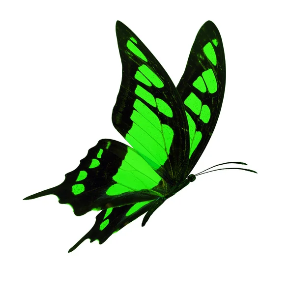 Papillon noir et vert volant — Photo