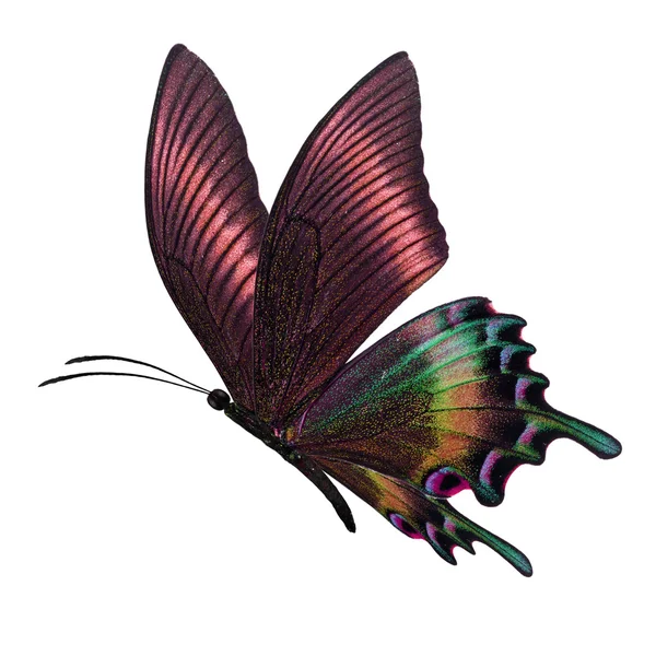 Πολύχρωμο πεταλούδα που φέρουν — Φωτογραφία Αρχείου