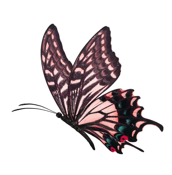 Czerwony motyl pływające — Zdjęcie stockowe
