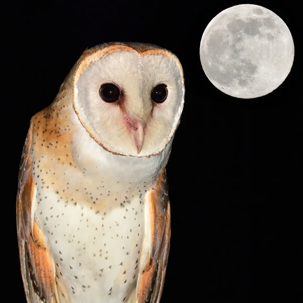 Barn owl and moon — Stock Photo, Image