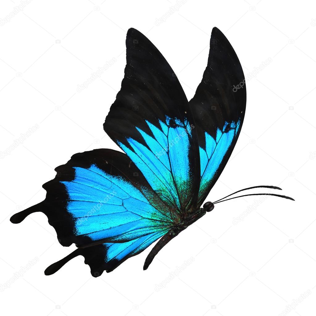 black and blue butterfy