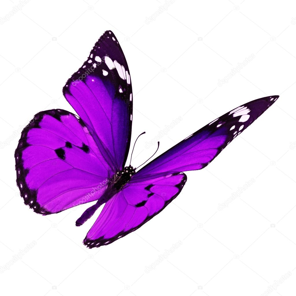 mariposas monarcas volando www imgkid com the image mariposas monarcas volando www imgkid com the image