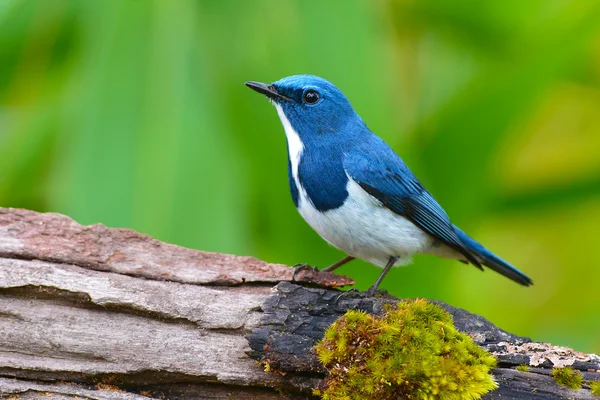 Ultramarine flycatcher pták — Stock fotografie