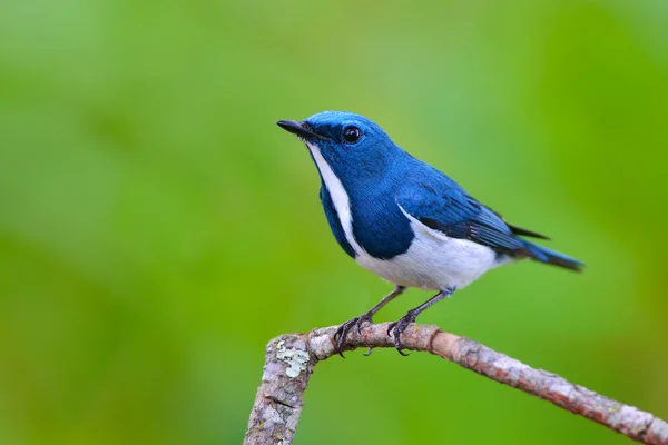 Ultramarine flycatcher bird — Stock Photo, Image