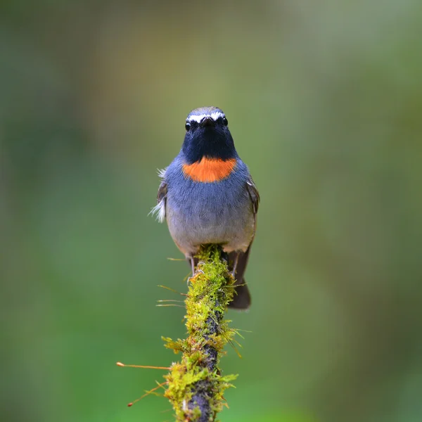 舞い降りる gorgeted スイセンヒタキ鳥 — ストック写真