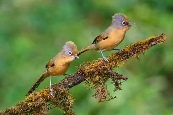 Brillenvogel — Stockfoto