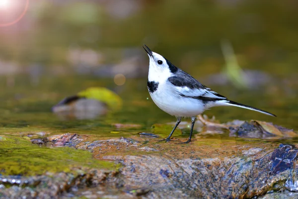 Oiseau wagtail blanc — Photo