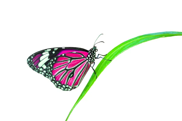 Beautiful pink monarch butterfly — Stock Photo, Image