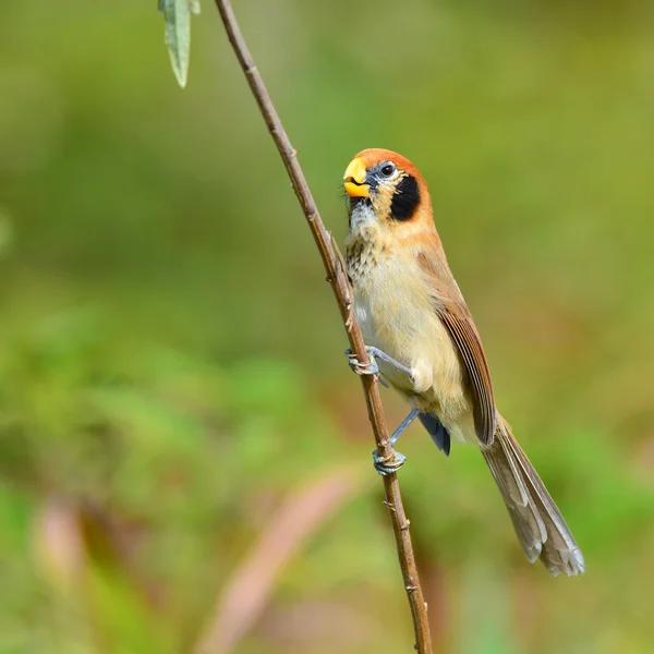 斑胸鸦雀的鸟 — 图库照片
